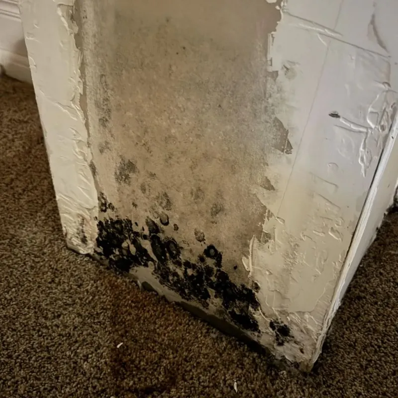Professional Mold Removal in Harlem, FL